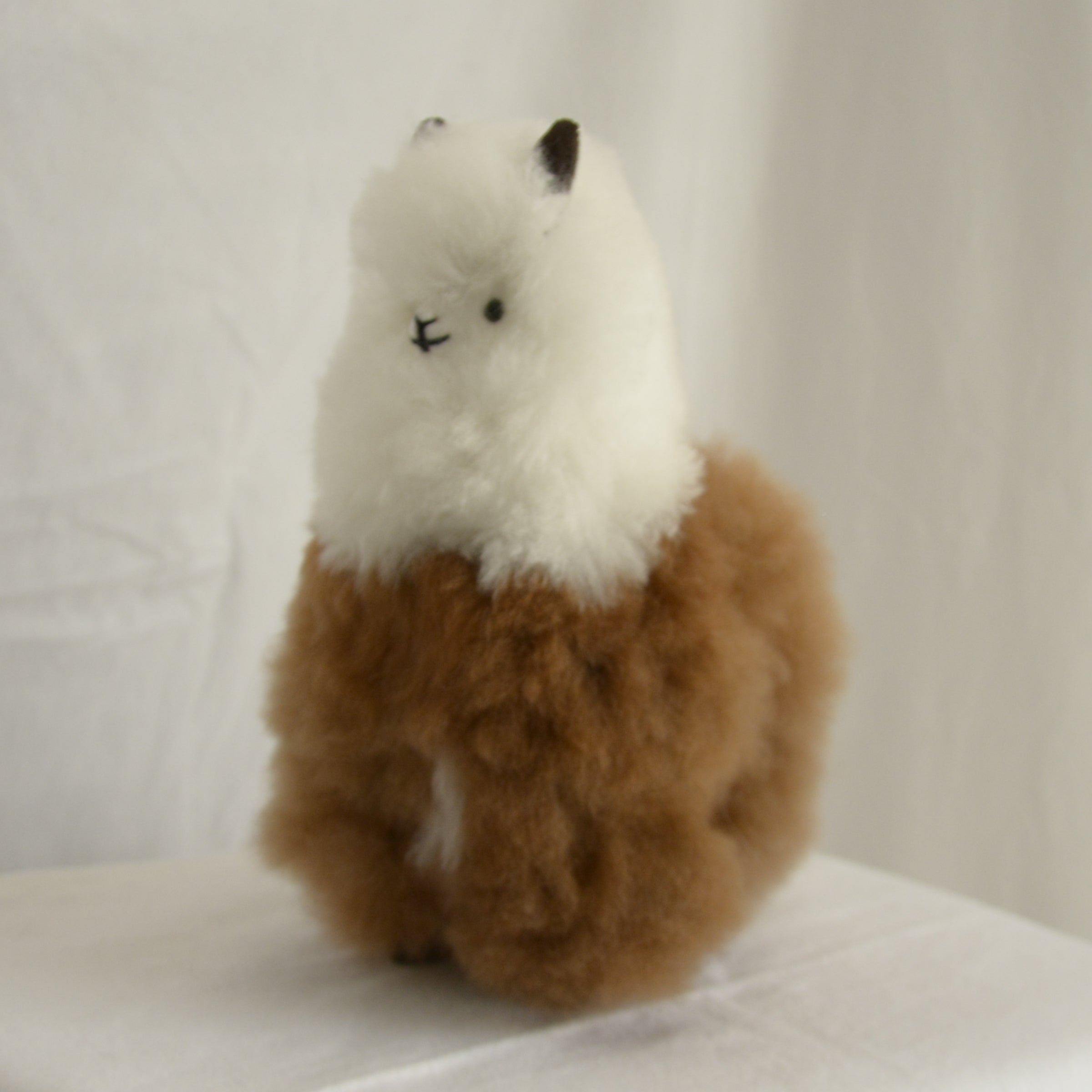 Alpaca_en_Peru_wool_plush_white_and_brown
