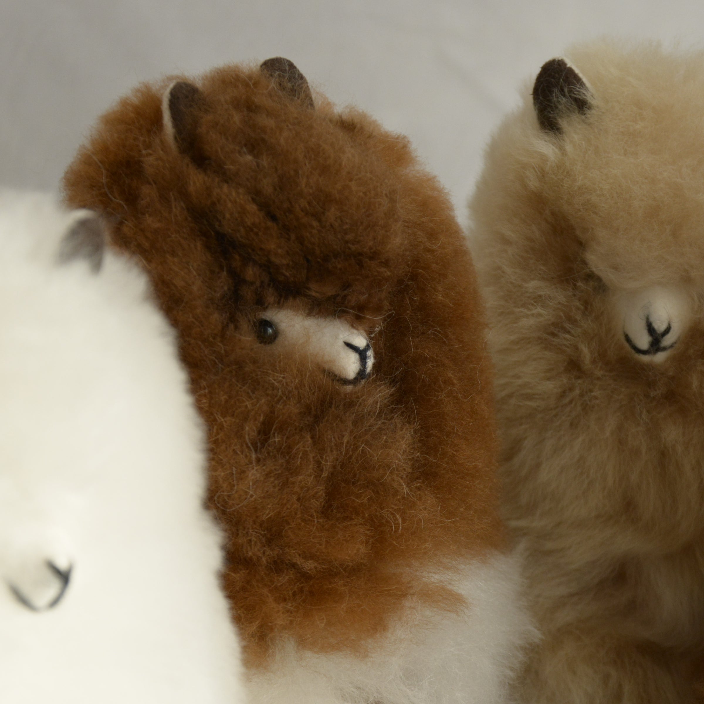 Alpacas_en_Peru_wool_assorted_plush_brown_and_white_and_beige