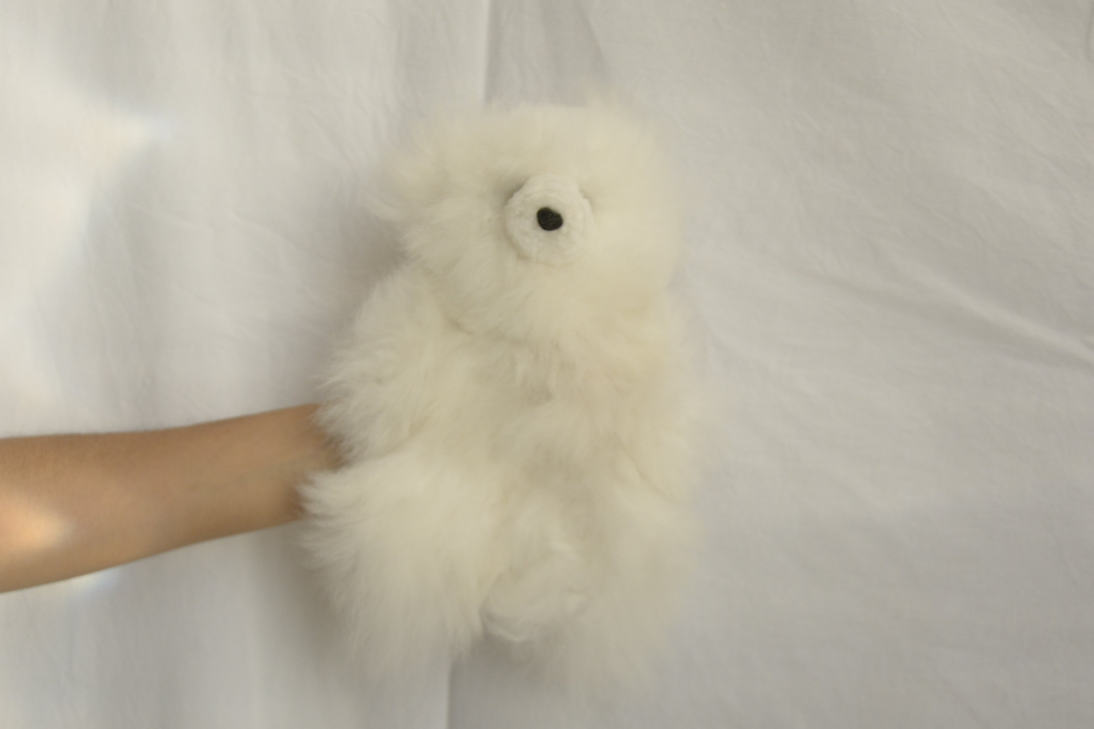 Teddy_bear_alpaca_wool_white