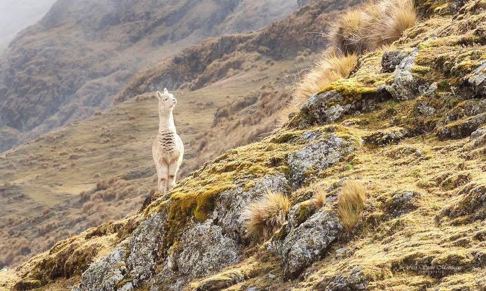 Alpaca_looking_high_mountains_Peru
