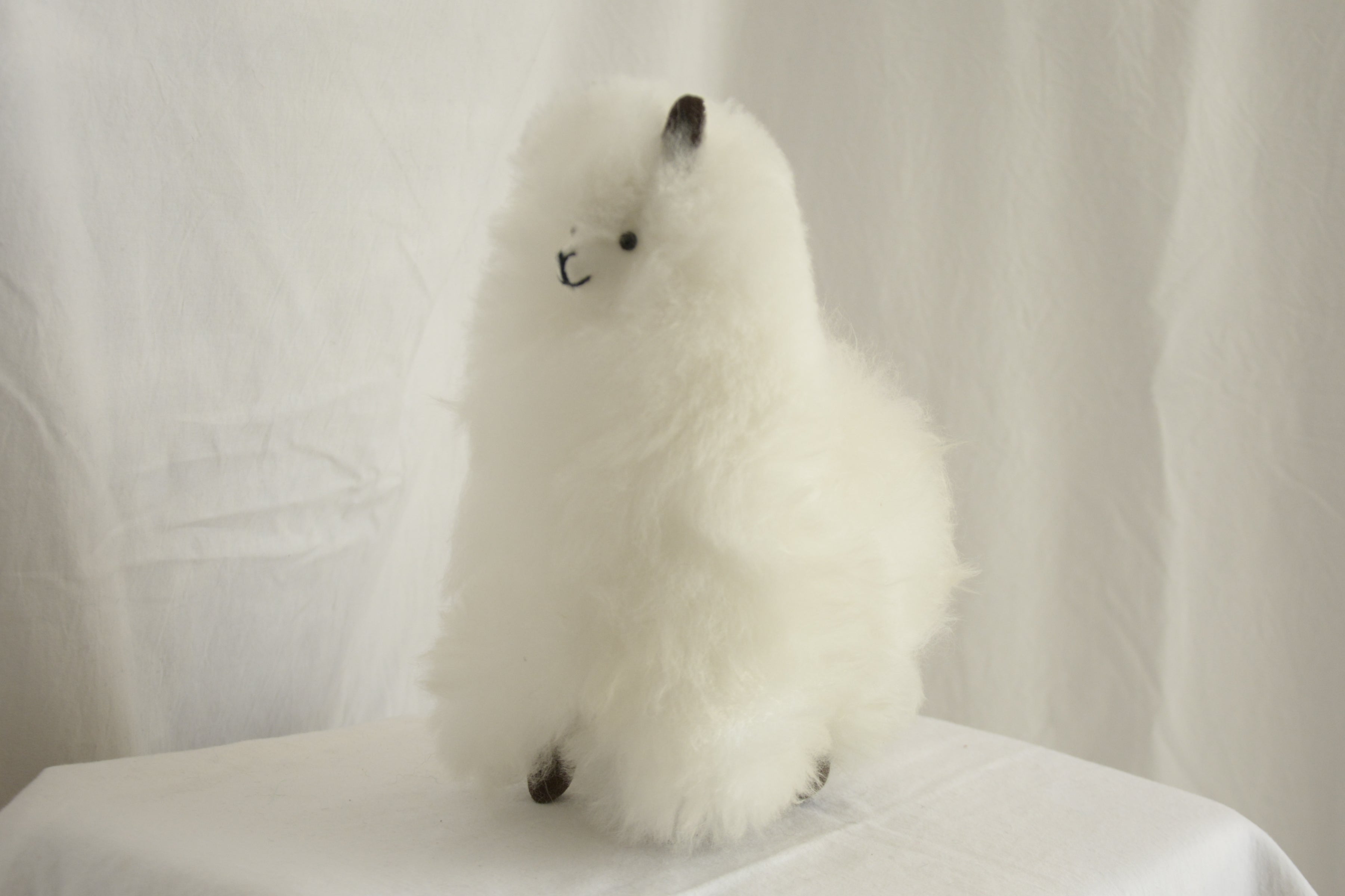 Alpaca_en_Peru_wool_plush_white