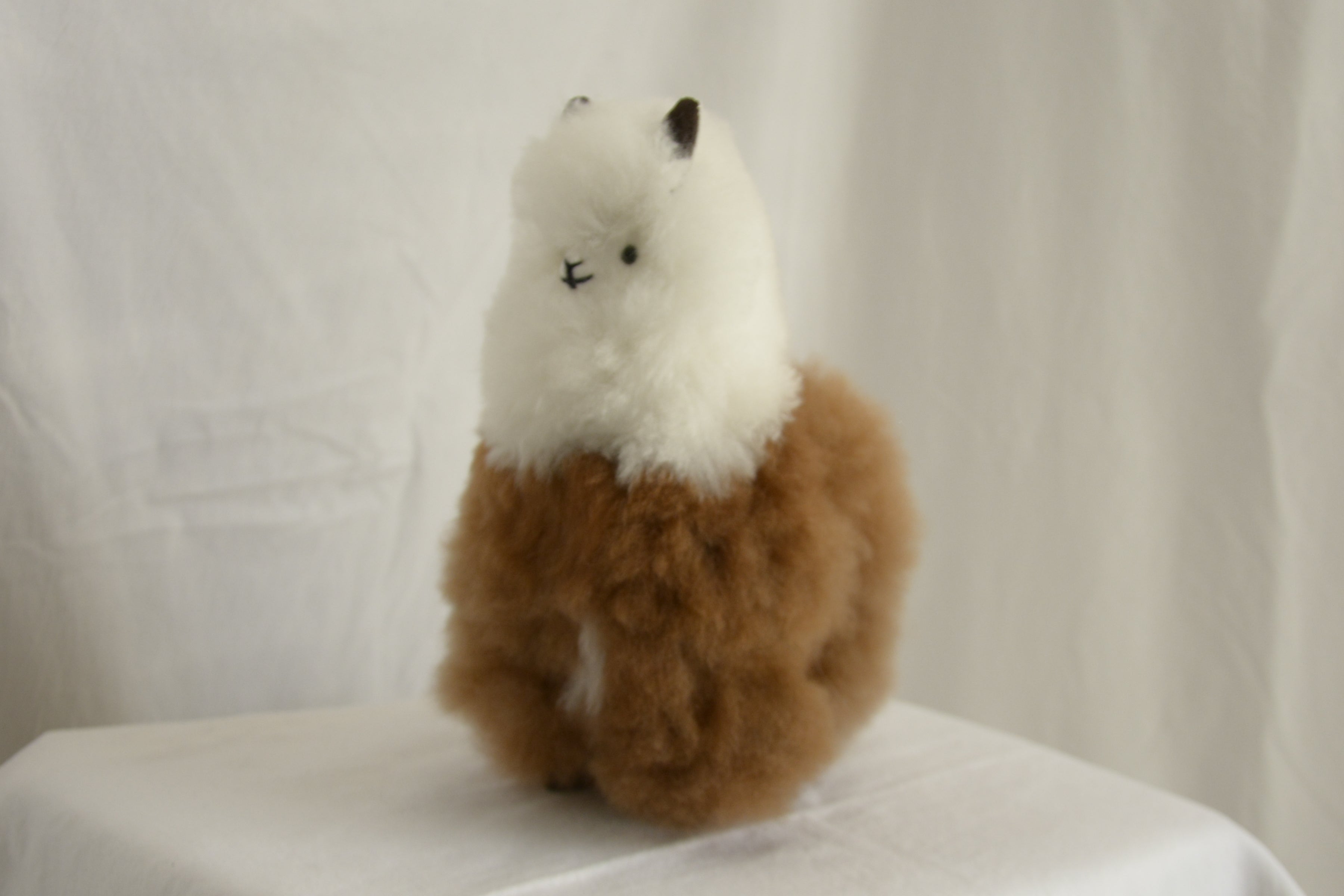 Alpaca_en_Peru_wool_plush_white_and_brown