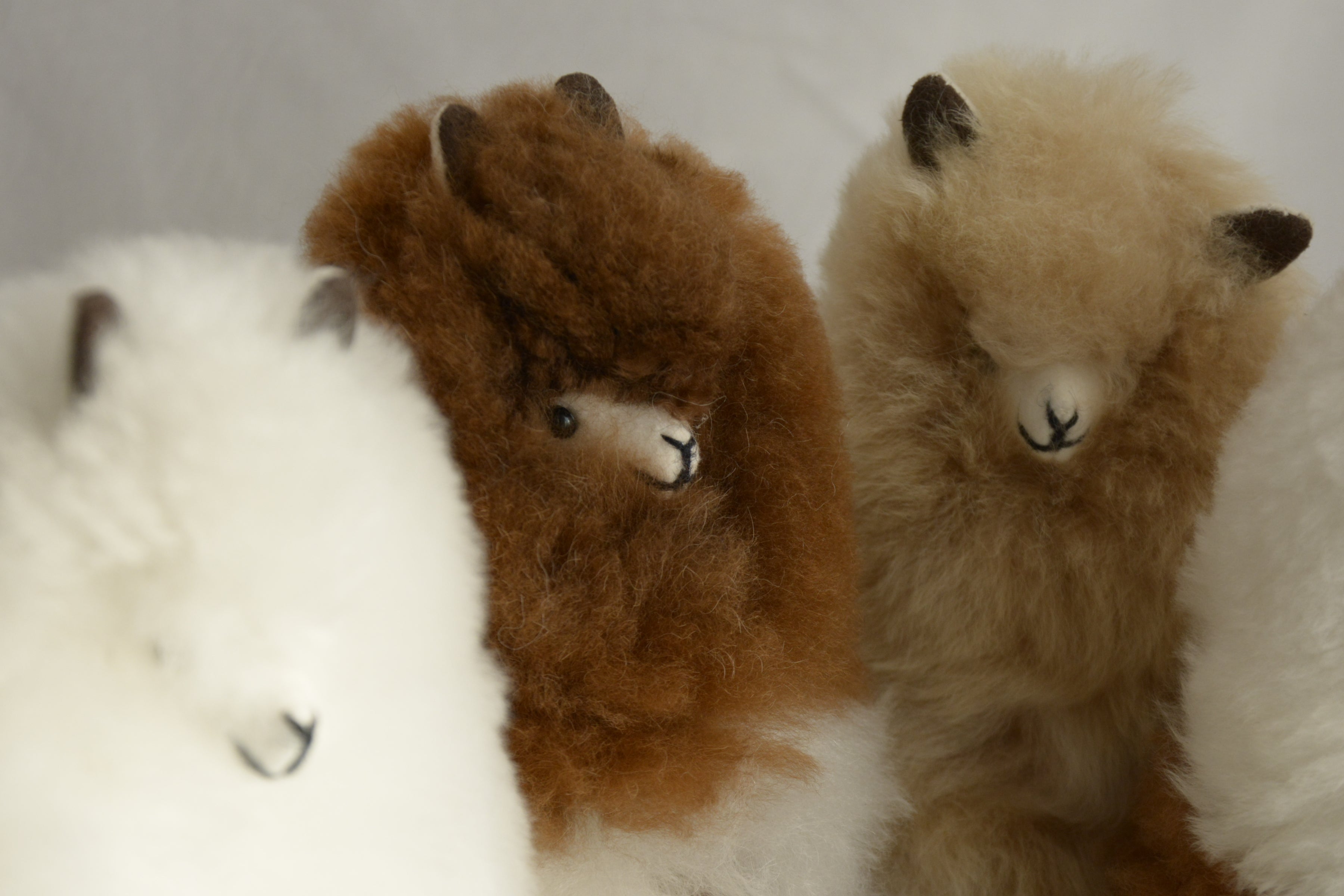 Alpacas_en_Peru_wool_assorted_plush_brown_and_white_and_beige
