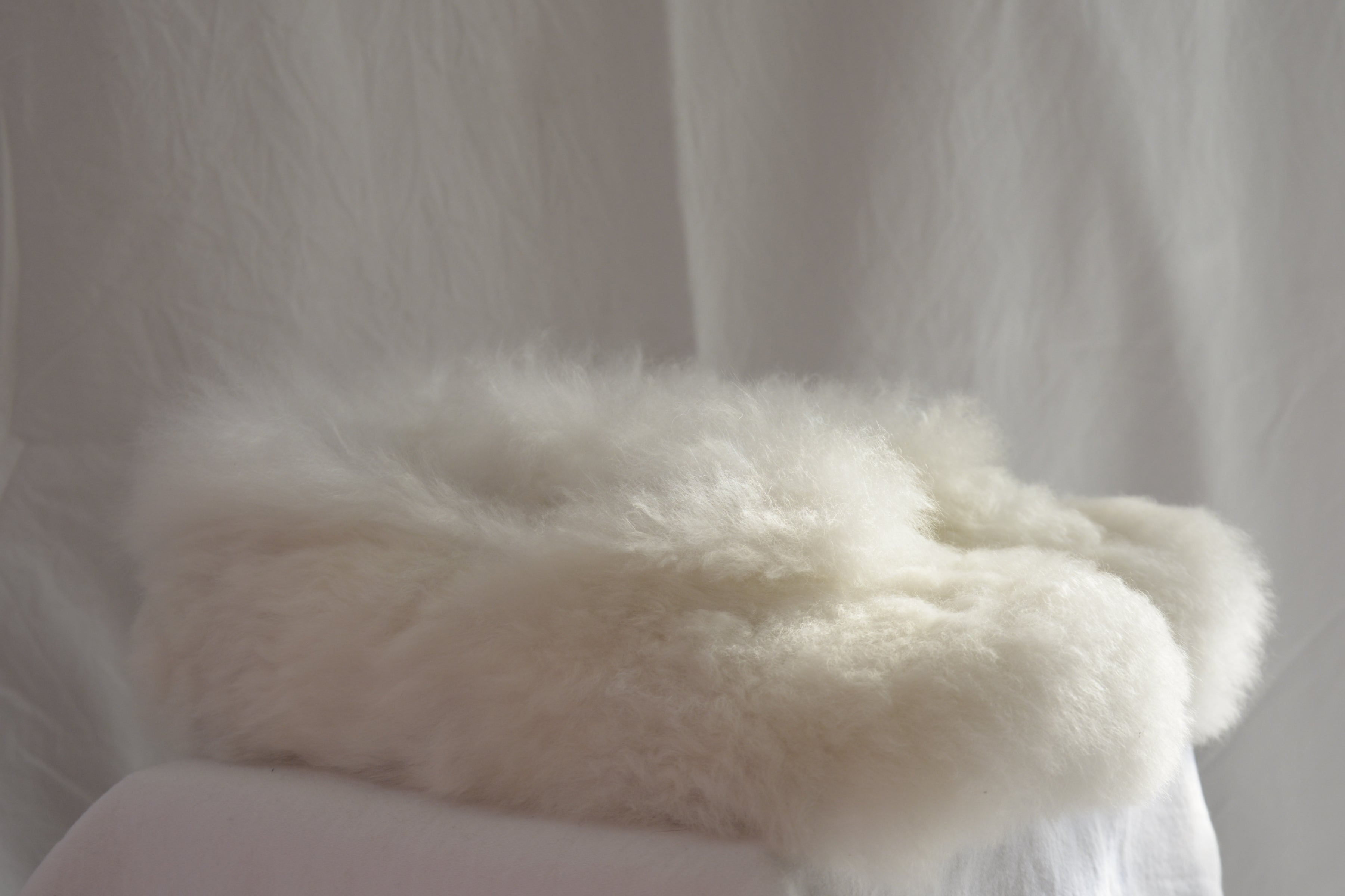 White_slippers_alpaca_en_Peru