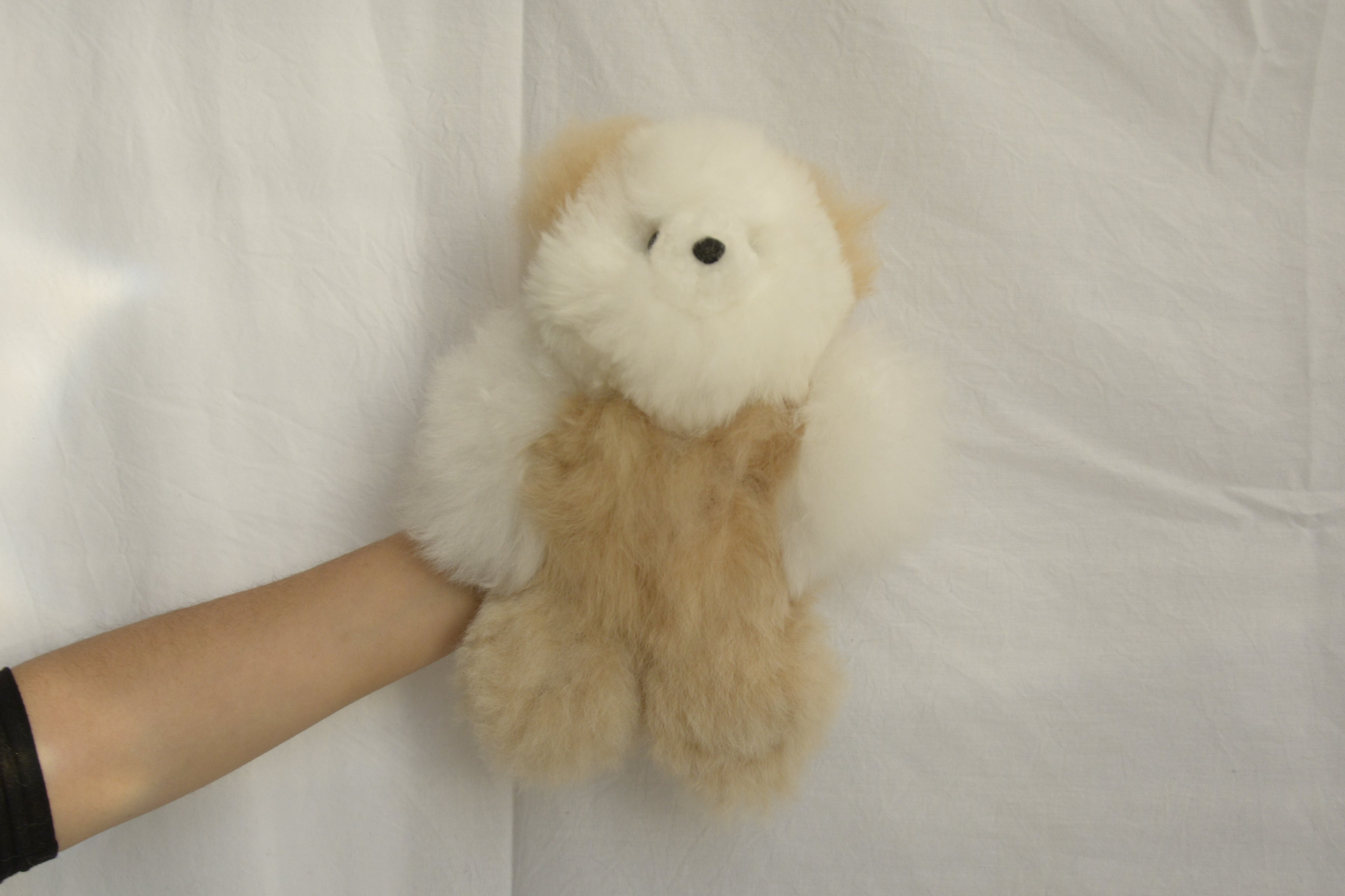 Teddy_bear_alpaca_wool_white_and_cream